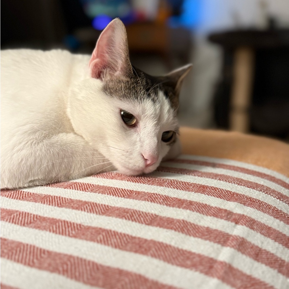 Funds for Sushi 🍣 and Beerus 🐈‍⬛ - Picture 5 of 13